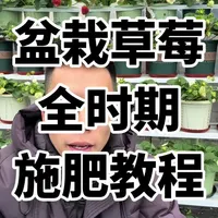 盆栽草莓全时期施肥教程，大家草莓养不好，仔细看完这个视频#草莓#盆栽草莓种植方法 #草莓施肥#dou来一起种草莓#农业技术