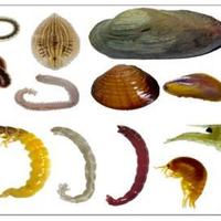 简介水产养殖中的淡水底栖动物