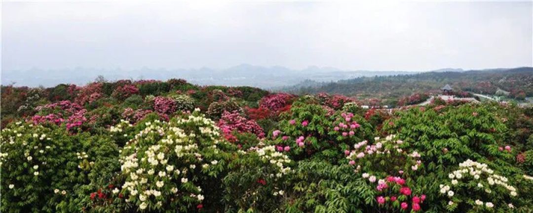 金坡百里杜鹃——踏春陕川贵(33)