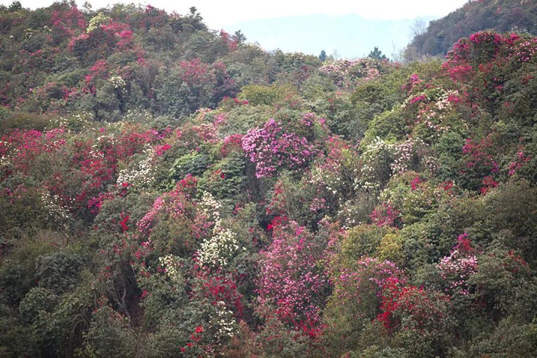 金坡百里杜鹃——踏春陕川贵(33)