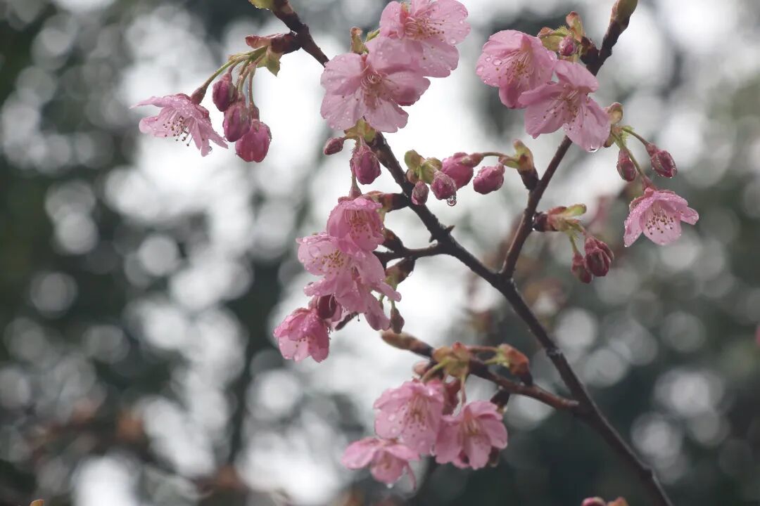 提前10天!鼋头渚早樱开了!“太湖揽胜”游轮上,鼋头渚把春天官宣了