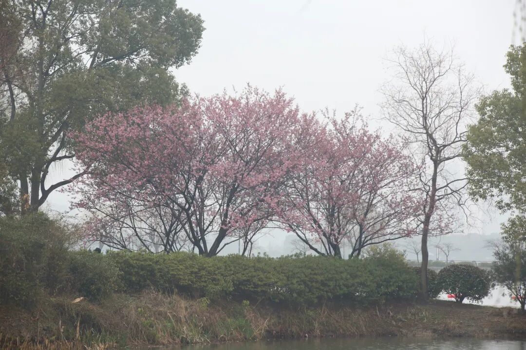 提前10天!鼋头渚早樱开了!“太湖揽胜”游轮上,鼋头渚把春天官宣了