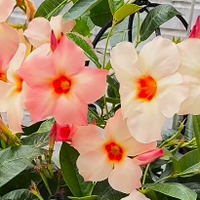 蓝妖：从缓苗到爆花,“桃色日出”飘香藤全攻略：照做，开花多