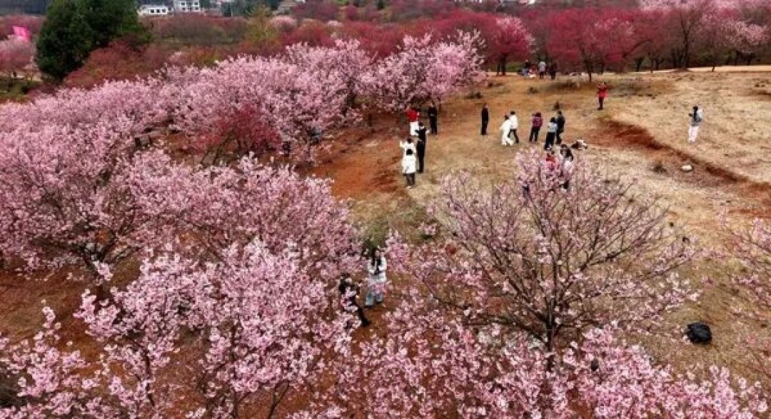 邵东千亩樱花烂漫惹人醉