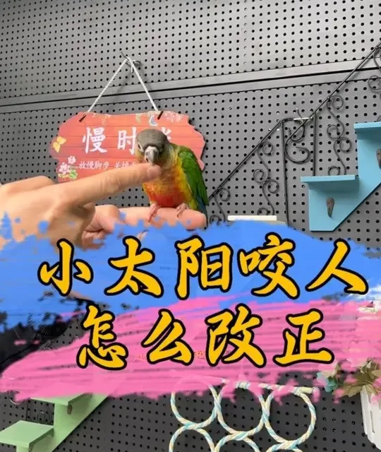 小太阳咬人怎么改正#鹦鹉鹦鹉萌萌哒逗鹦鹉 #鹦鹉 #手养鹦鹉 #宠物 #萌宠