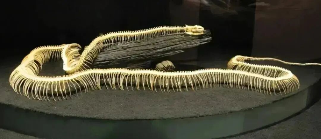 距今5800万年前,地球发了一次“高烧”,孕育出史上最大的蛇