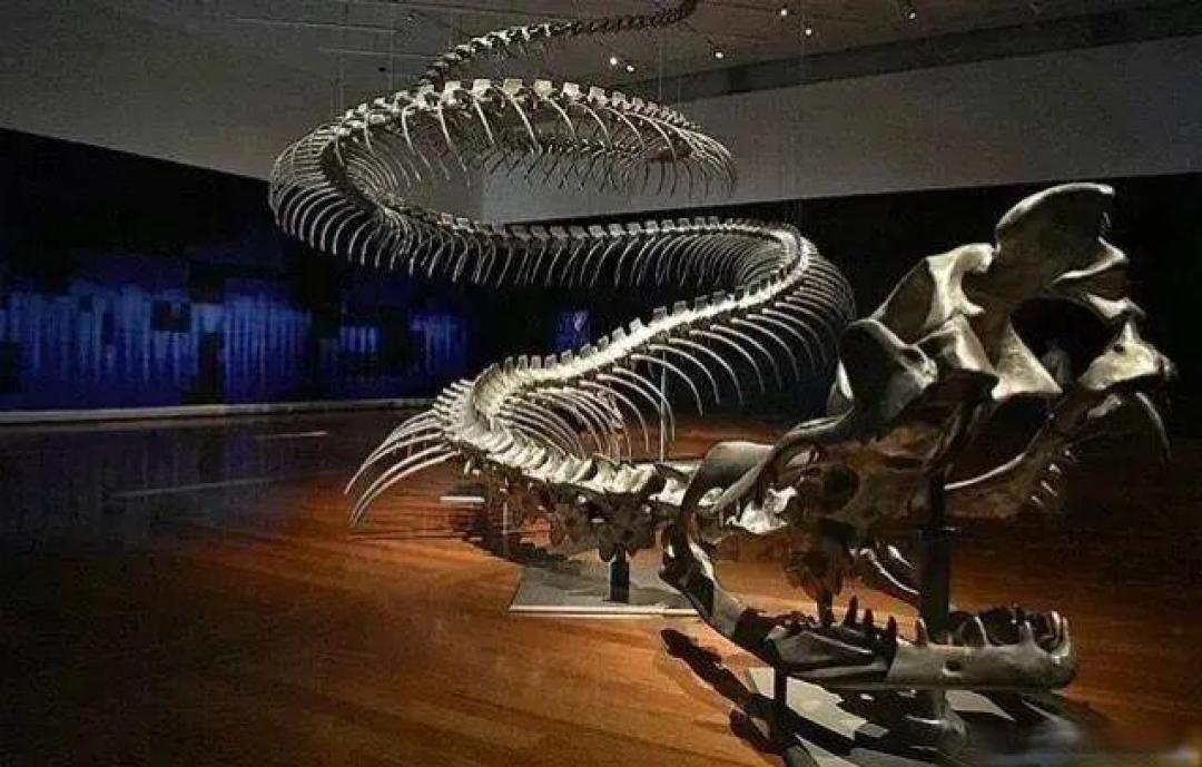距今5800万年前,地球发了一次“高烧”,孕育出史上最大的蛇