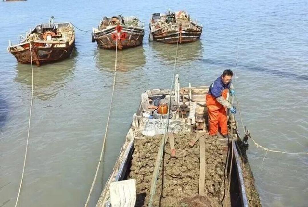 批发价2元一斤，青岛这种海鲜卖爆了，1600万斤已上岸……