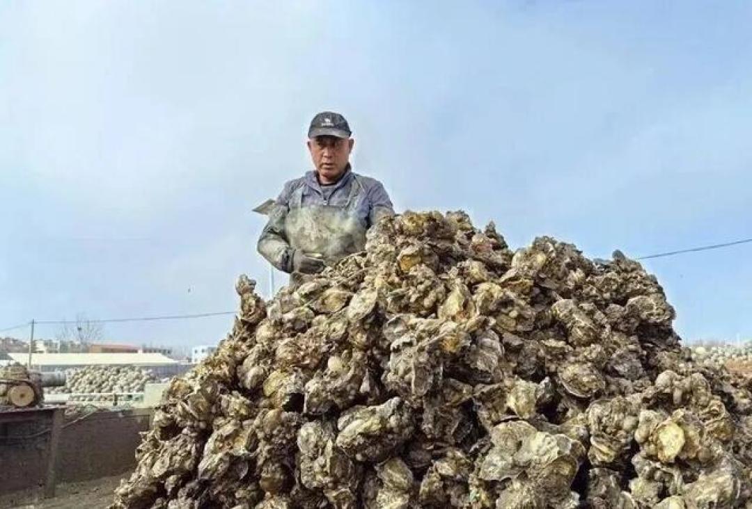 批发价2元一斤，青岛这种海鲜卖爆了，1600万斤已上岸……