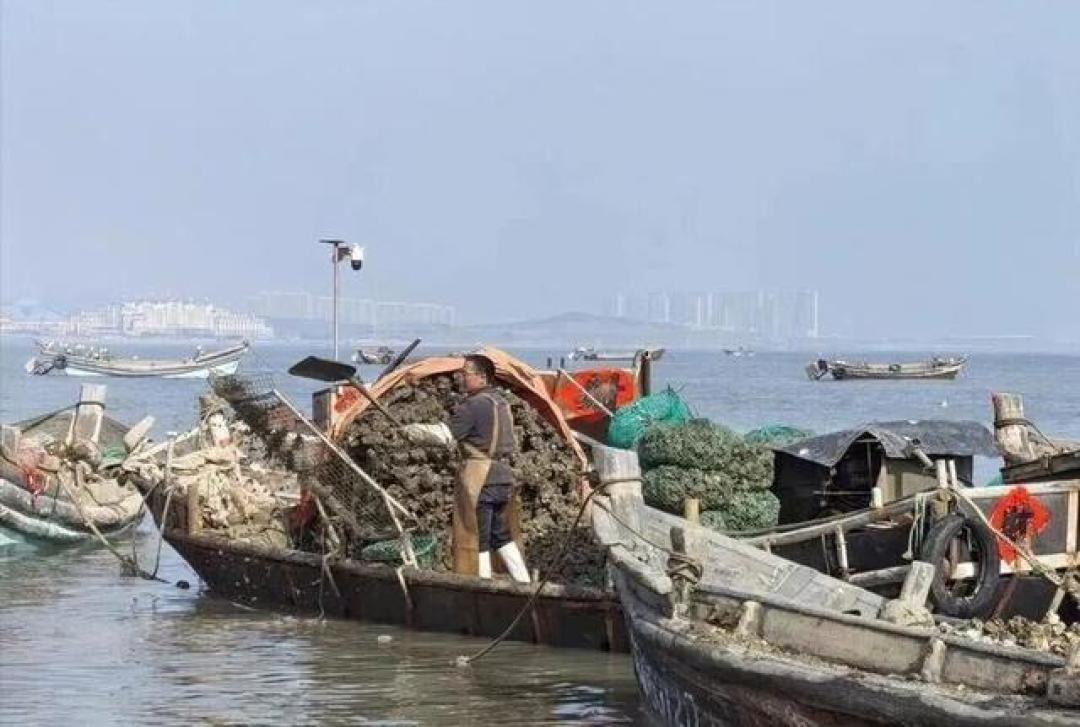 批发价2元一斤，青岛这种海鲜卖爆了，1600万斤已上岸……