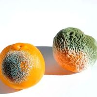 水果发霉了，切掉发霉部分还能吃吗？