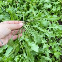 买荠菜,“尖叶和宽叶”哪个好？哪个更受欢迎？