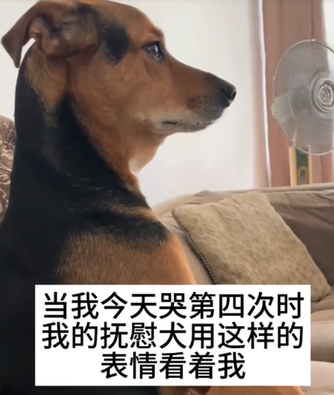 忙着治愈人类的精神抚慰犬,其实也是“小哭包”吗?