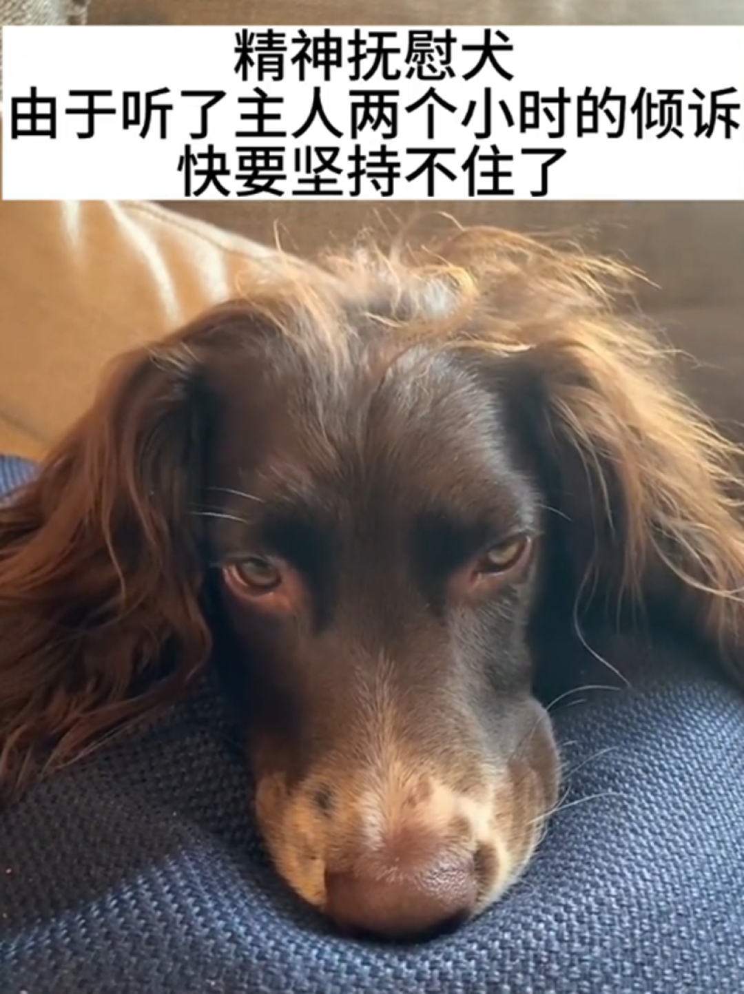忙着治愈人类的精神抚慰犬,其实也是“小哭包”吗?