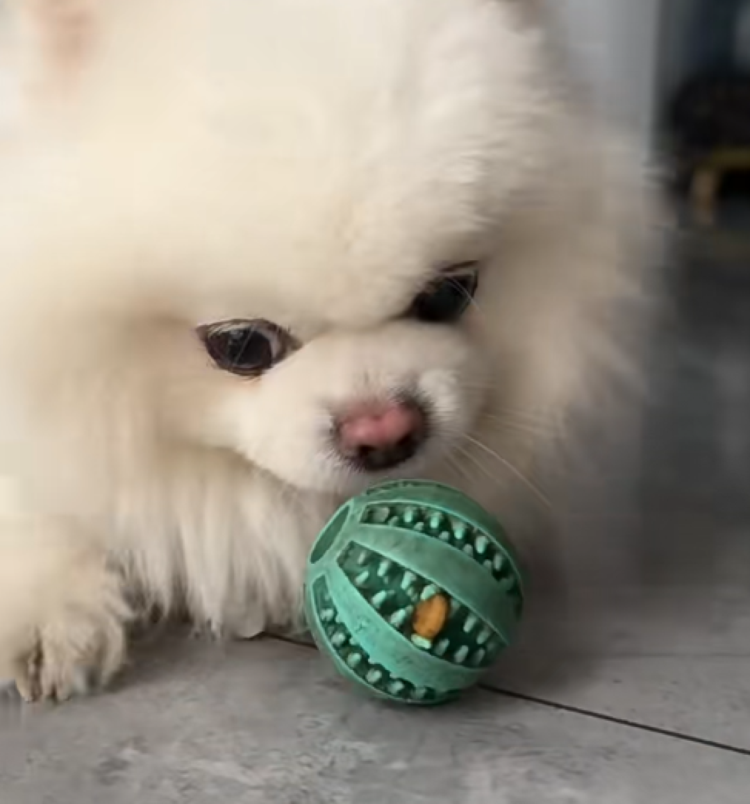 忙着治愈人类的精神抚慰犬,其实也是“小哭包”吗?