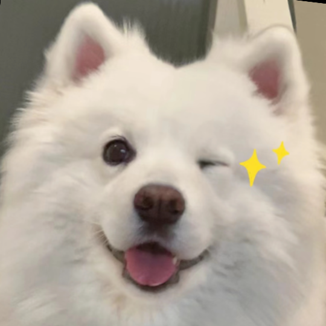 忙着治愈人类的精神抚慰犬,其实也是“小哭包”吗?