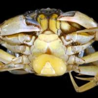 你最讨厌的动物是什么？