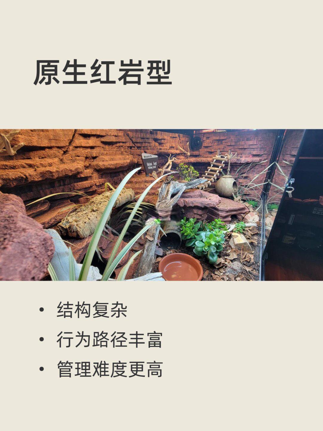 豹纹守宫的四种饲养流派(上)