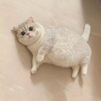 2026国产猫粮全面对决，谁才是“配方党”的优选？