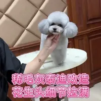 毛发稀疏的小体灰泰迪，爆改花生头造型，修剪过程细节干货满满#灰泰迪 #泰迪造型 #宠物造型修剪 #萌宠 #太原宠物美容培训