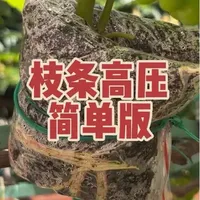葡萄无花果枝条高压简单版，使用一次性密封袋加椰糠，进行高压繁殖。#高压教程#枝条高压#葡萄高压