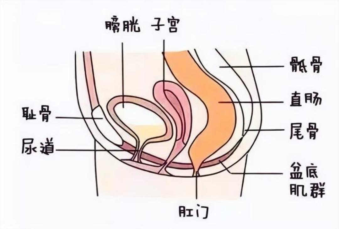 拯救松弛盆底肌！15分钟凯格尔运动，小肚子也平了!