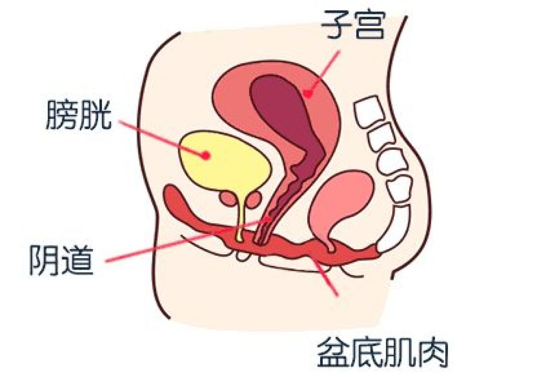 拯救松弛盆底肌！15分钟凯格尔运动，小肚子也平了!