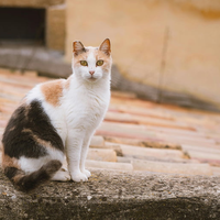 最贵的猫粮营养一定最好吗？盘点2026靠谱猫粮排行榜TOP5产品