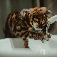 品牌猫粮有哪些值得买？推荐三款上榜国产猫粮排名前十品牌产品