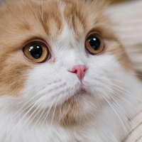 买便宜还是最贵的猫粮？盘点2026年最好的猫粮排行榜前十名