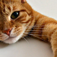 避坑毒猫粮！口碑公认好的国产猫粮有哪些？盘点猫粮排名前十品牌