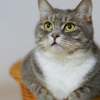 真实经验分享：猫粮什么牌子好？测评最 好的猫粮排行榜前十名