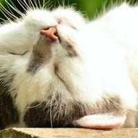 什么牌子猫罐头好？2026主食猫罐头排行榜前十名，有哪些值得买？