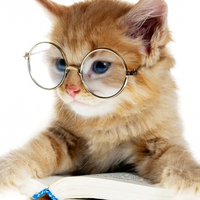 最好的主食罐头有哪些？2026十大热门猫主食罐头推荐！