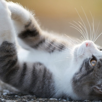 国产主食猫罐头哪个比较好？希喂值得买吗？附真实喂养对比。