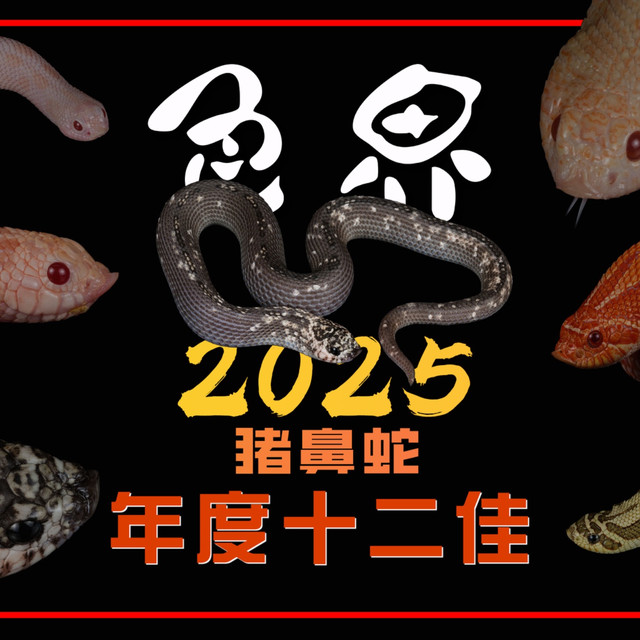 【猪鼻蛇】色界2025年度十二佳-下