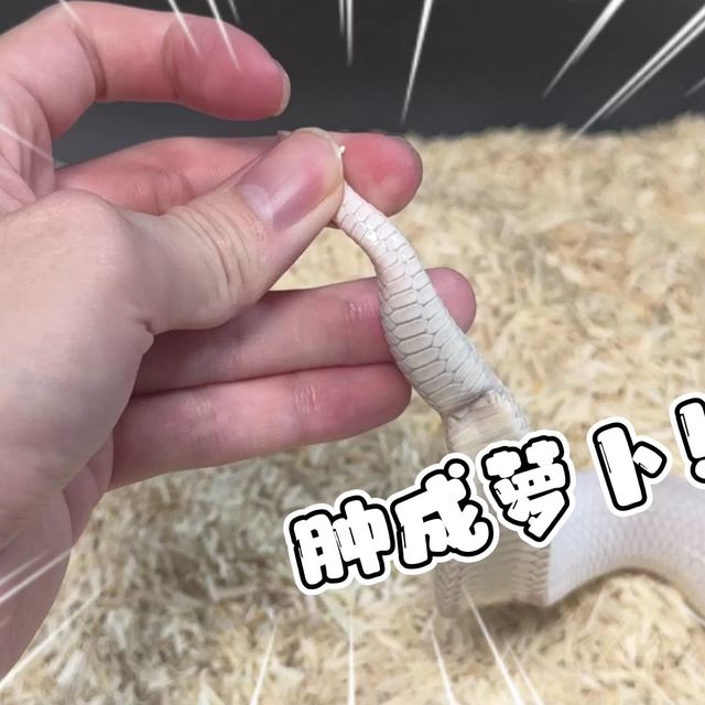 快来救救小蛇！小蛇生病尾巴肿成了萝卜