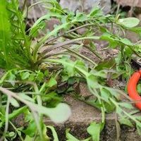 到底哪一种才是包饺子用的荠菜啊?快来了解！