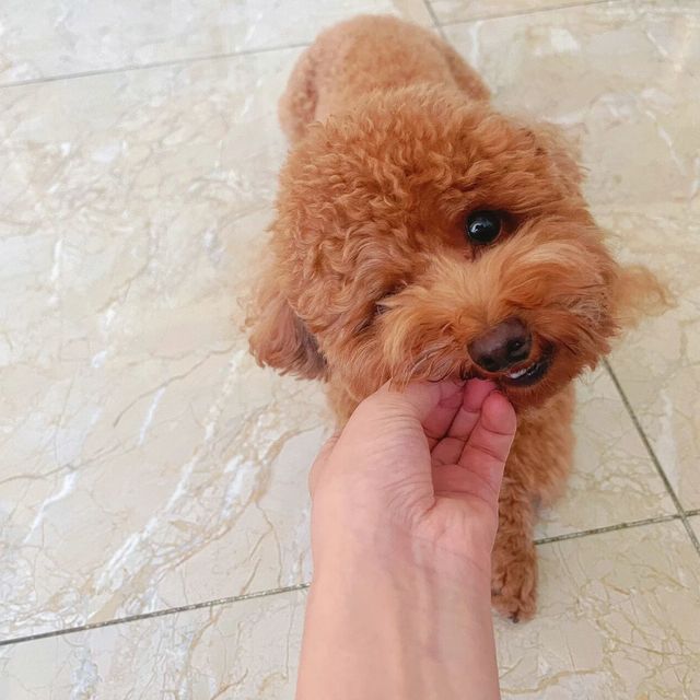 新手养狗六大高发误区致超50%宠物犬健康受损，权威数据揭示科学养护紧迫性