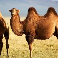 高钙低敏易吸收，驼奶粉真能解决中老年人乳糖不耐与骨质疏松痛点？