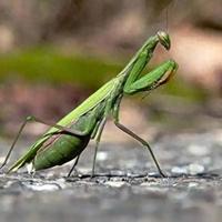 螳螂养殖:冷门昆虫繁育走红电商网红背后的观赏、生态与经济价值