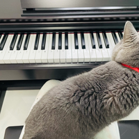 2026年电钢琴避坑指南｜这些高性价比品牌型号，新手必看！