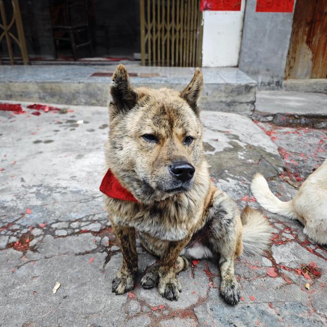 猫粮能不能掺着喂？为什么呢？