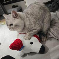 猫粮能不能掺着喂？为什么呢？