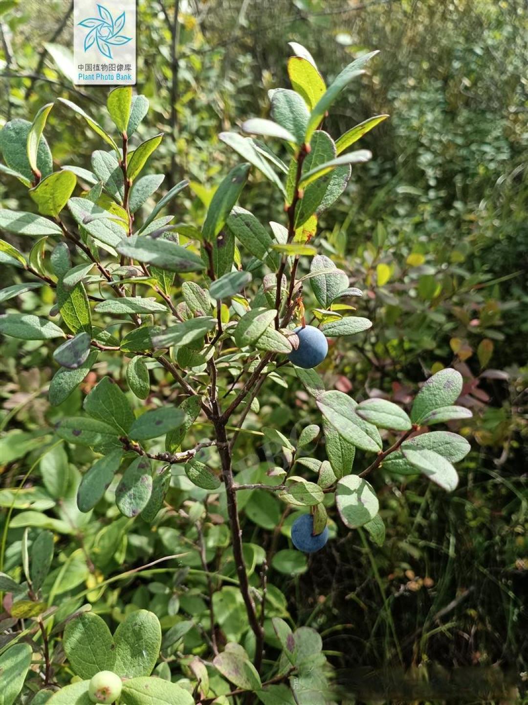 蓝珠凝露,莓韵清甜——蓝莓