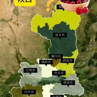 S陕西到底能不能种植车厘子树苗？ 陕西从渭北，关中，陕南，气候都不太一样，看完这个视频你们就知道怎么选择品种啦。#车厘子树苗 #大樱桃树苗 #安心妹妹 #需冷量 #果树盆栽
