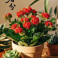 家里的老人居室，就养这 3 种花！皮实好养寓意好，养十年都不费劲