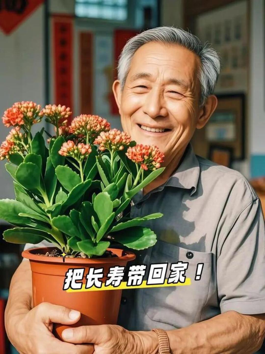 家里的老人居室,就养这 3 种花!皮实好养寓意好,养十年都不费劲