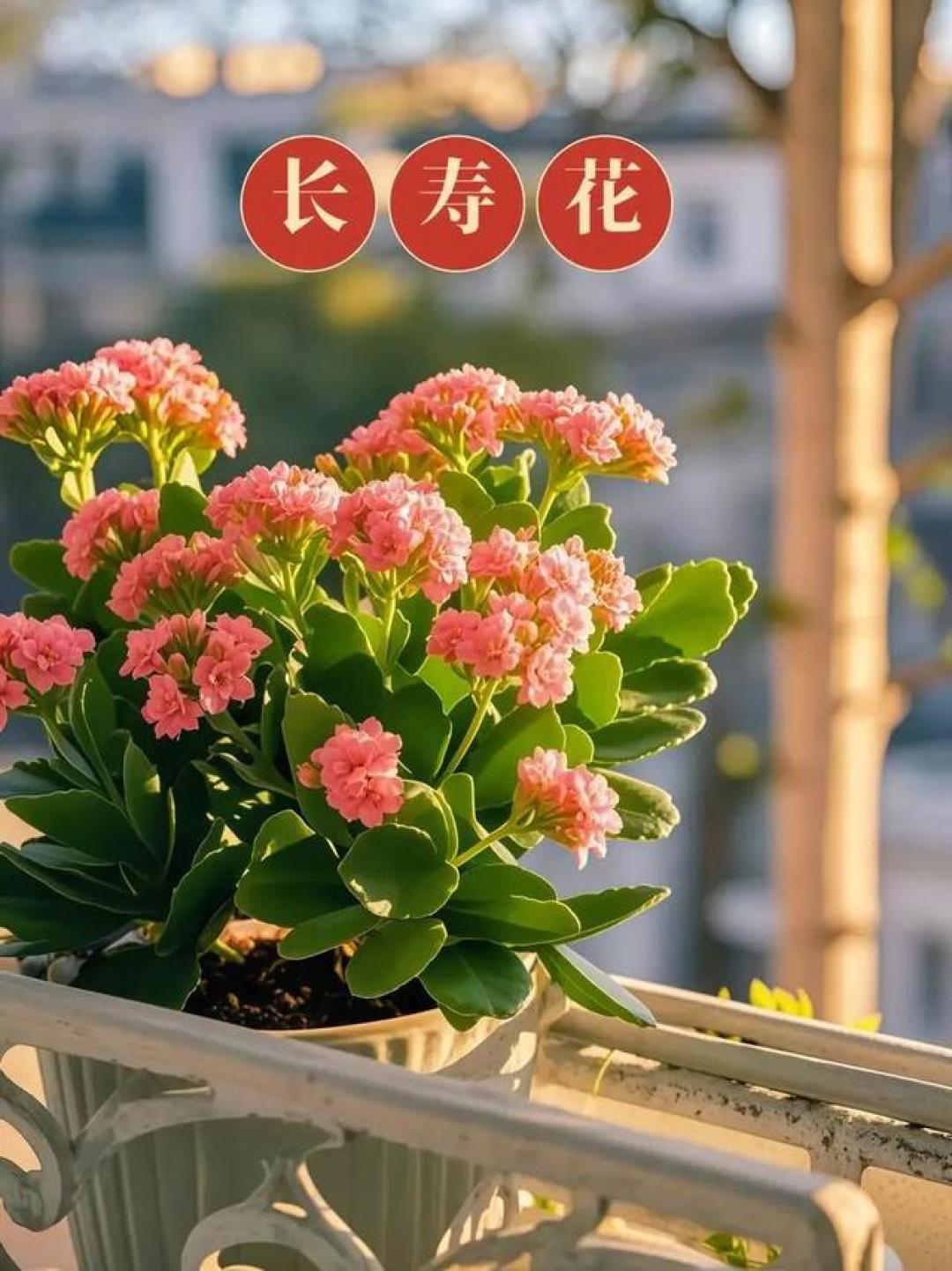 家里的老人居室,就养这 3 种花!皮实好养寓意好,养十年都不费劲