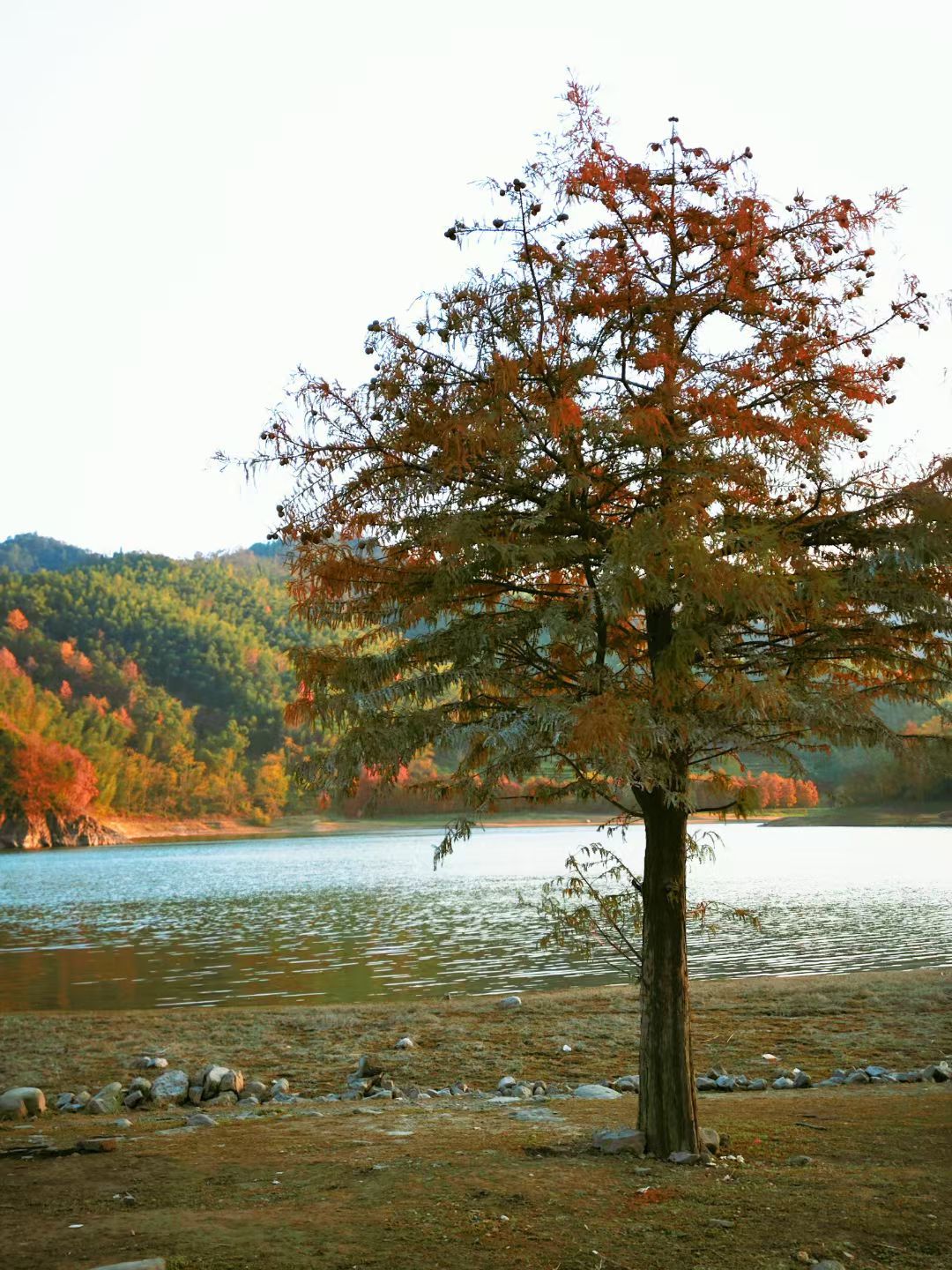 🌲 天台私藏“台州阿勒泰”